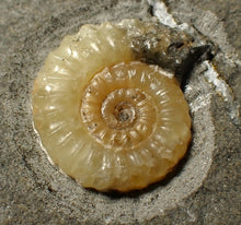 Load image into Gallery viewer, Calcite Promicroceras ammonite fossil display piece (25 mm)