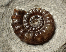 Load image into Gallery viewer, Calcite Promicroceras ammonite fossil display piece (21 mm)