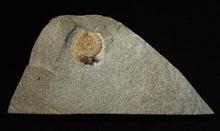 Load image into Gallery viewer, Calcite Promicroceras ammonite fossil display piece (25 mm)