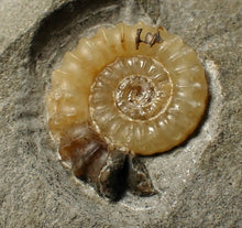 Load image into Gallery viewer, Calcite Promicroceras ammonite fossil display piece (25 mm)
