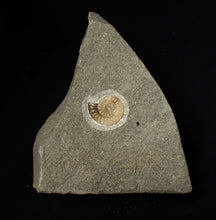 Load image into Gallery viewer, Calcite Promicroceras ammonite fossil display piece (19 mm)