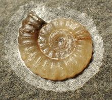 Load image into Gallery viewer, Calcite Promicroceras ammonite fossil display piece (19 mm)