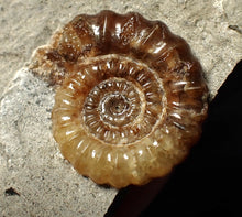 Load image into Gallery viewer, Calcite Promicroceras ammonite fossil display piece (26 mm)