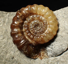 Load image into Gallery viewer, Calcite Promicroceras ammonite fossil display piece (26 mm)