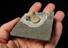 Load image into Gallery viewer, Calcite Promicroceras ammonite fossil display piece (25 mm)