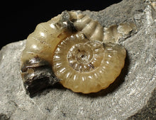 Load image into Gallery viewer, Calcite Promicroceras ammonite fossil display piece (25 mm)