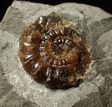 Load image into Gallery viewer, Calcite Promicroceras ammonite fossil display piece (26 mm)