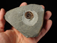 Load image into Gallery viewer, Calcite Promicroceras ammonite fossil display piece (23 mm)