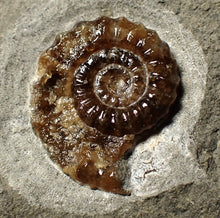 Load image into Gallery viewer, Calcite Promicroceras ammonite fossil display piece (25 mm)