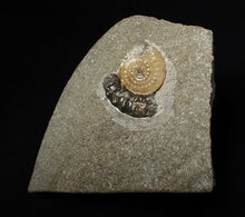 Load image into Gallery viewer, Calcite Promicroceras ammonite fossil display piece (22 mm)