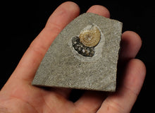 Load image into Gallery viewer, Calcite Promicroceras ammonite fossil display piece (22 mm)
