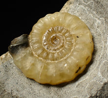 Load image into Gallery viewer, Calcite Promicroceras ammonite fossil display piece (25mm)