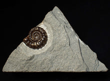 Load image into Gallery viewer, Calcite Promicroceras ammonite fossil display piece (25 mm)