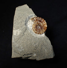 Load image into Gallery viewer, Calcite Promicroceras ammonite fossil display piece (23 mm)