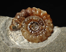 Load image into Gallery viewer, Calcite Promicroceras ammonite fossil display piece (23 mm)
