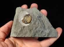 Load image into Gallery viewer, Calcite Promicroceras ammonite fossil display piece (23 mm)