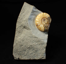 Load image into Gallery viewer, Asteroceras obtusum display ammonite fossil (38 mm)