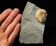 Load image into Gallery viewer, Asteroceras obtusum display ammonite fossil (38 mm)