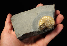 Load image into Gallery viewer, Asteroceras obtusum display ammonite fossil (38 mm)