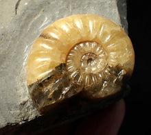 Load image into Gallery viewer, Asteroceras obtusum display ammonite fossil (38 mm)