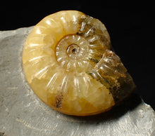 Load image into Gallery viewer, Asteroceras obtusum display ammonite fossil (38 mm)
