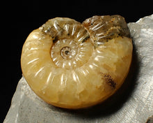 Load image into Gallery viewer, Asteroceras obtusum display ammonite fossil (38 mm)