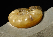 Load image into Gallery viewer, Asteroceras obtusum display ammonite fossil (38 mm)