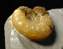 Load image into Gallery viewer, Asteroceras obtusum display ammonite fossil (38 mm)