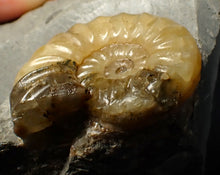 Load image into Gallery viewer, Asteroceras obtusum display ammonite fossil (38 mm)