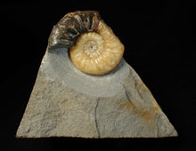 Load image into Gallery viewer, Asteroceras obtusum display ammonite fossil (68 mm)