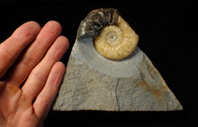 Load image into Gallery viewer, Asteroceras obtusum display ammonite fossil (68 mm)