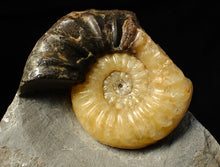 Load image into Gallery viewer, Asteroceras obtusum display ammonite fossil (68 mm)
