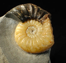 Load image into Gallery viewer, Asteroceras obtusum display ammonite fossil (68 mm)
