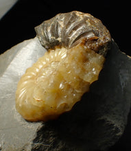 Load image into Gallery viewer, Asteroceras obtusum display ammonite fossil (68 mm)