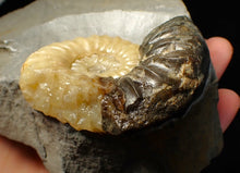Load image into Gallery viewer, Asteroceras obtusum display ammonite fossil (68 mm)