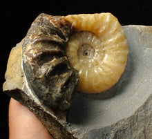 Load image into Gallery viewer, Asteroceras obtusum display ammonite fossil (68 mm)