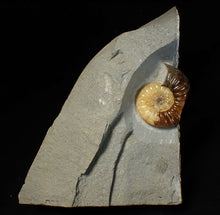 Load image into Gallery viewer, Asteroceras obtusum display ammonite fossil (46 mm)