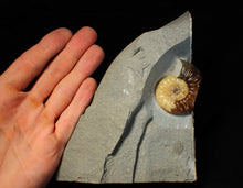 Load image into Gallery viewer, Asteroceras obtusum display ammonite fossil (46 mm)