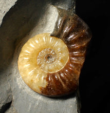 Load image into Gallery viewer, Asteroceras obtusum display ammonite fossil (46 mm)