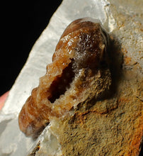 Load image into Gallery viewer, Asteroceras obtusum display ammonite fossil (46 mm)