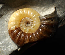 Load image into Gallery viewer, Asteroceras obtusum display ammonite fossil (46 mm)