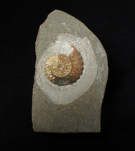 Load image into Gallery viewer, Calcite Promicroceras ammonite fossil display piece (23 mm)