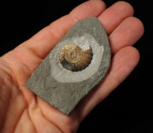 Load image into Gallery viewer, Calcite Promicroceras ammonite fossil display piece (23 mm)