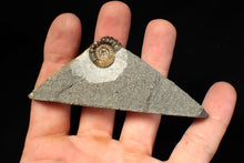 Load image into Gallery viewer, Calcite Promicroceras ammonite fossil display piece (18 mm)