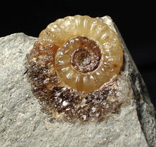 Load image into Gallery viewer, Calcite Promicroceras ammonite fossil display piece (20 mm)