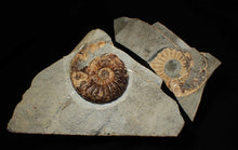 Load image into Gallery viewer, "Popped" Asteroceras obtusum ammonite fossil (68 mm)