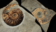 Load image into Gallery viewer, "Popped" Asteroceras obtusum ammonite fossil (68 mm)