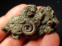 Load image into Gallery viewer, Large full pyrite multi-ammonite fossil (55 mm)