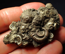 Load image into Gallery viewer, Large full pyrite multi-ammonite fossil (55 mm)