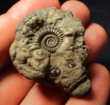 Load image into Gallery viewer, Crucilobiceras pyrite ammonite fossil (45 mm)
